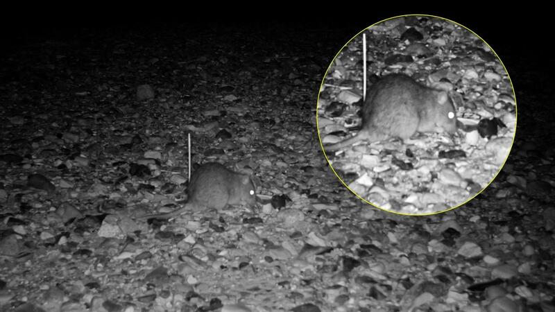 Night image of a rat salvaging a bird egg on the beach. © Schutzstation Wattenmeer e.V.