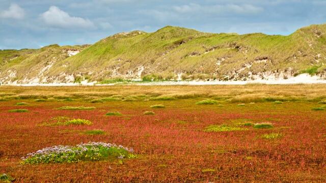 Salt marshes by Martin Stock