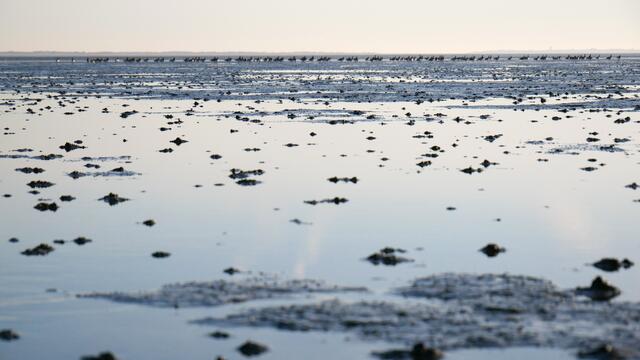 Mudflat with flock ©Bostelmann - CWSS